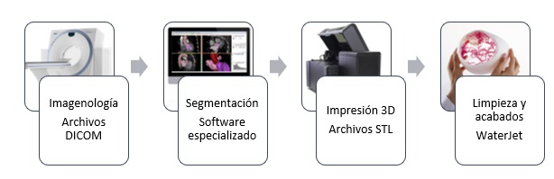 etapas del ciclo medico